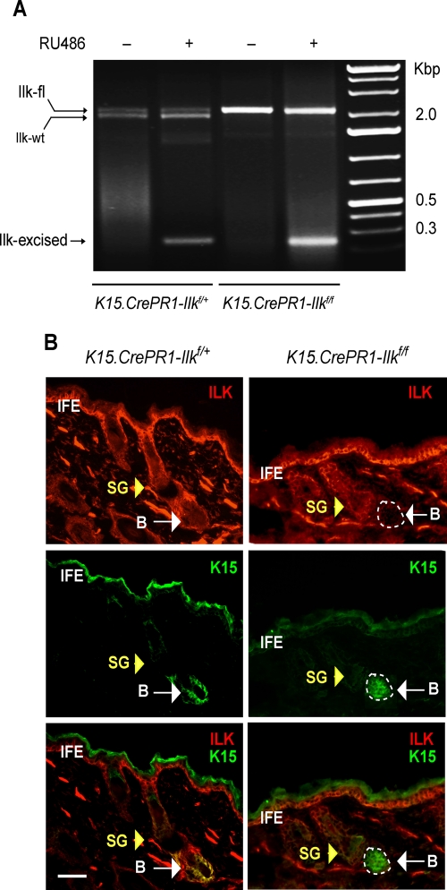 FIGURE 1: