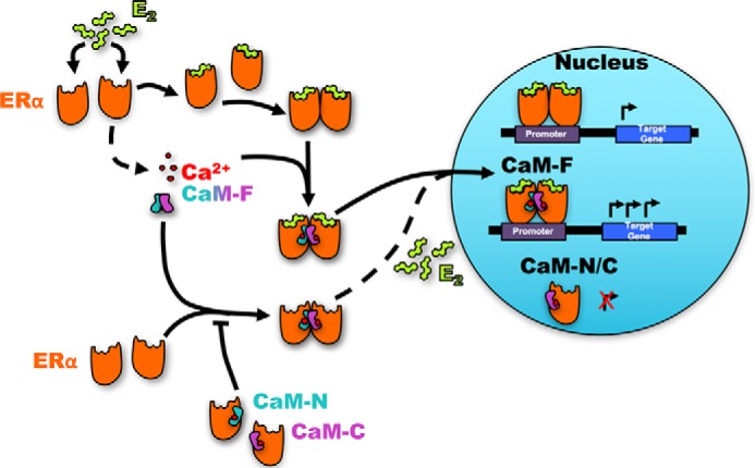 FIGURE 7.