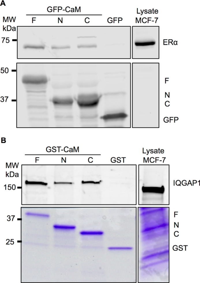 FIGURE 3.