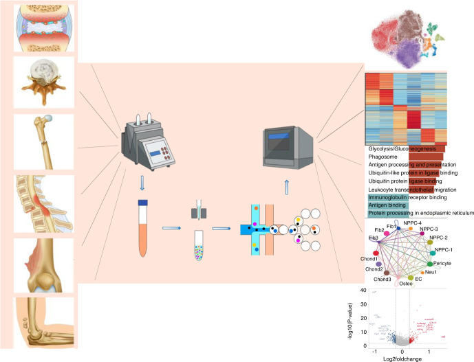 Single-cell Rna Sequencing In Orthopedic Research - Pmc