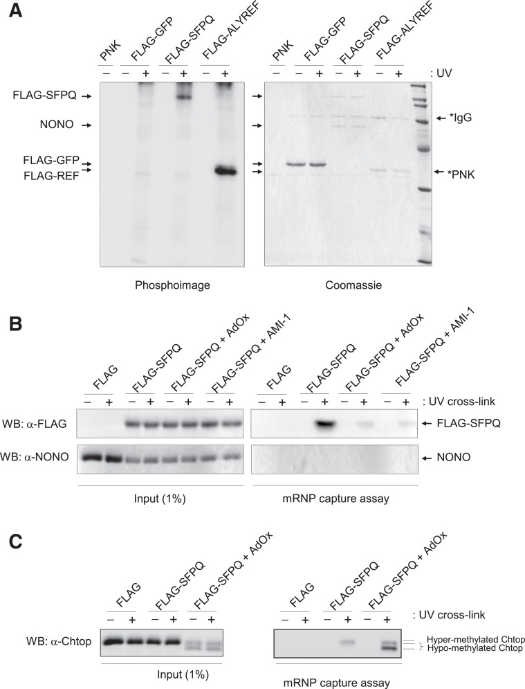 FIGURE 4.