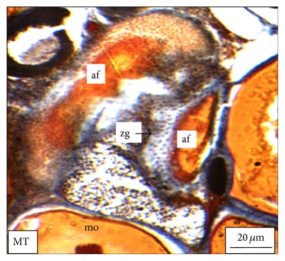 Figure 7