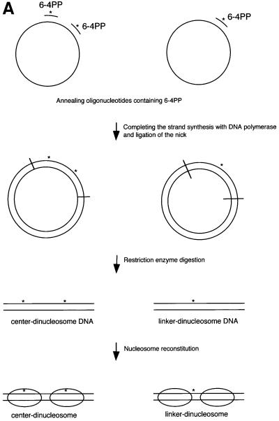 graphic file with name cde186f2a.jpg