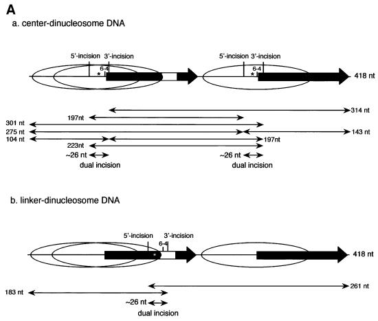 graphic file with name cde186f3a.jpg