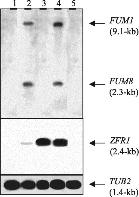 FIG. 5.