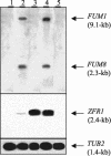 FIG. 5.
