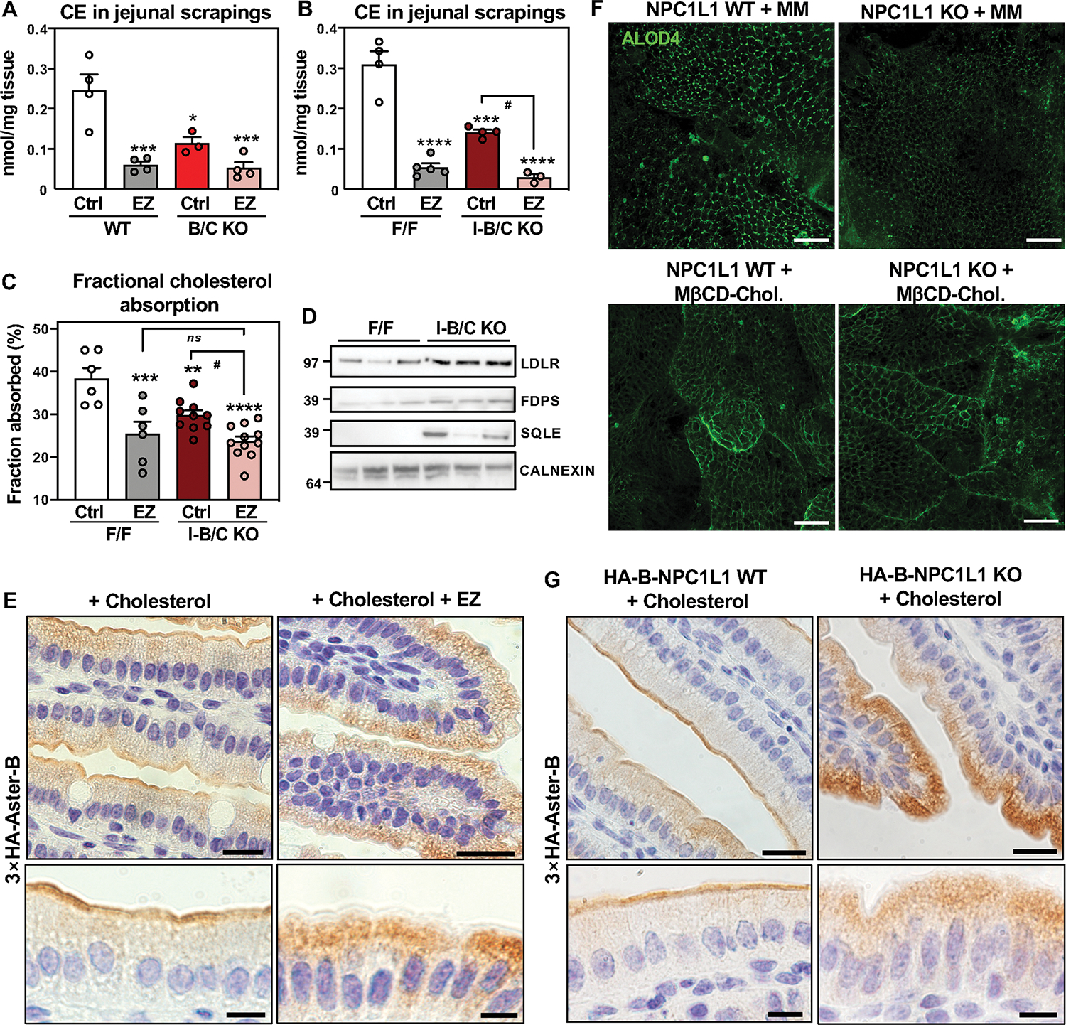 Fig. 6: