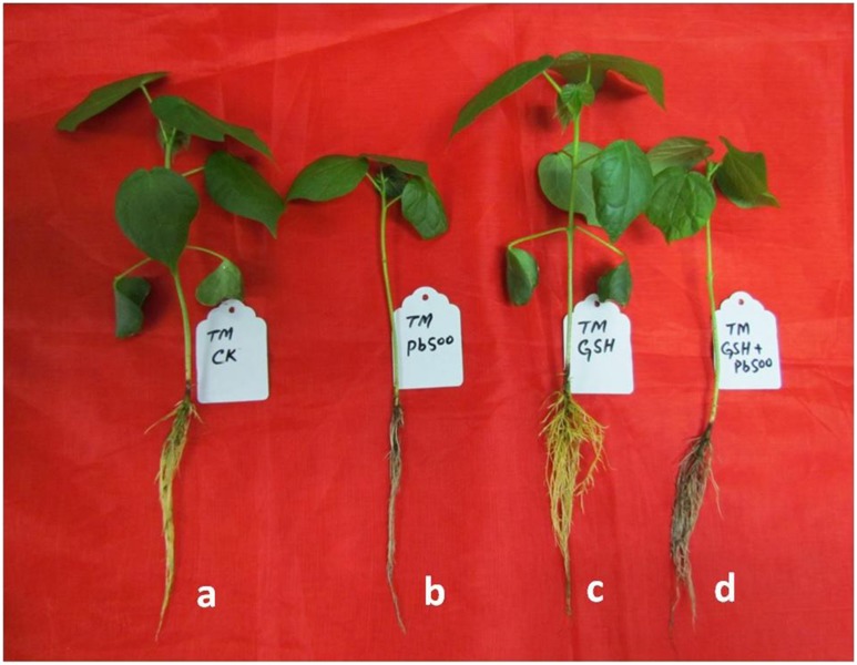 FIGURE 3