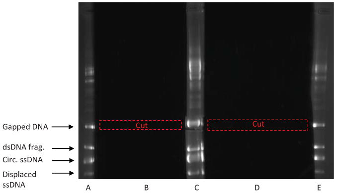 Fig. 5