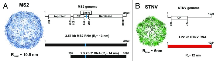 graphic file with name rna-10-481-g1.jpg