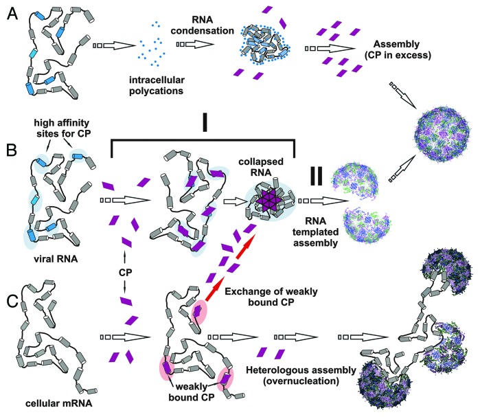 graphic file with name rna-10-481-g4.jpg