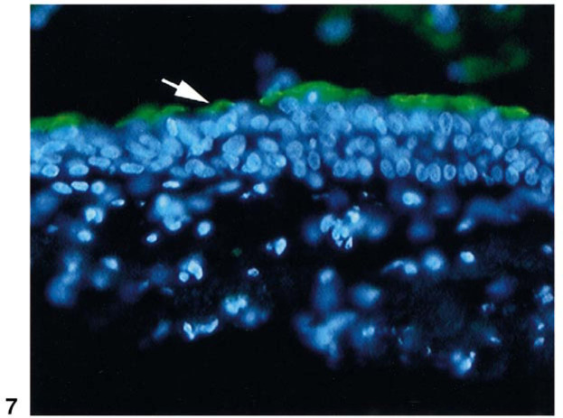 FIG. 7