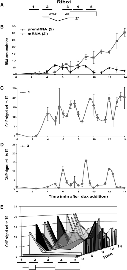 Figure 5