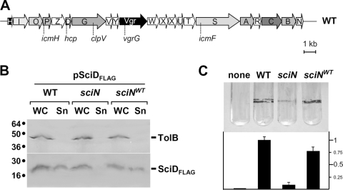 FIG. 1.