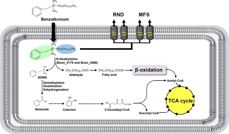 FIG 6 