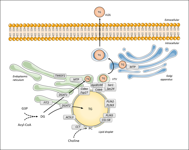 Figure 4.