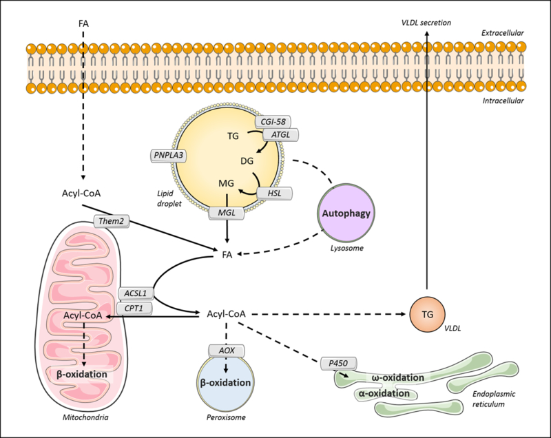 Figure 5.