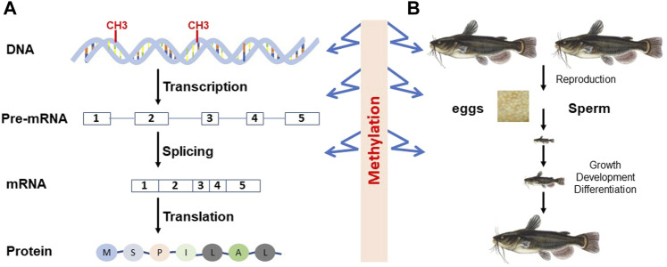 FIGURE 1