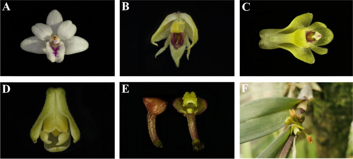 Fig. 10