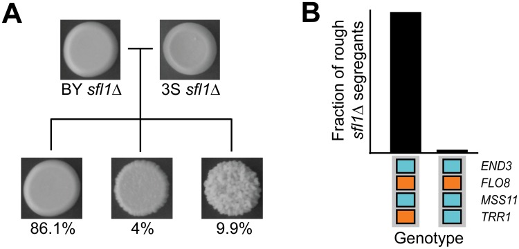 Fig 5