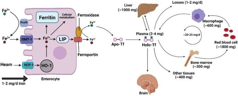 Fig. 1