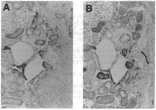 graphic file with name pnas01129-0251-a.jpg