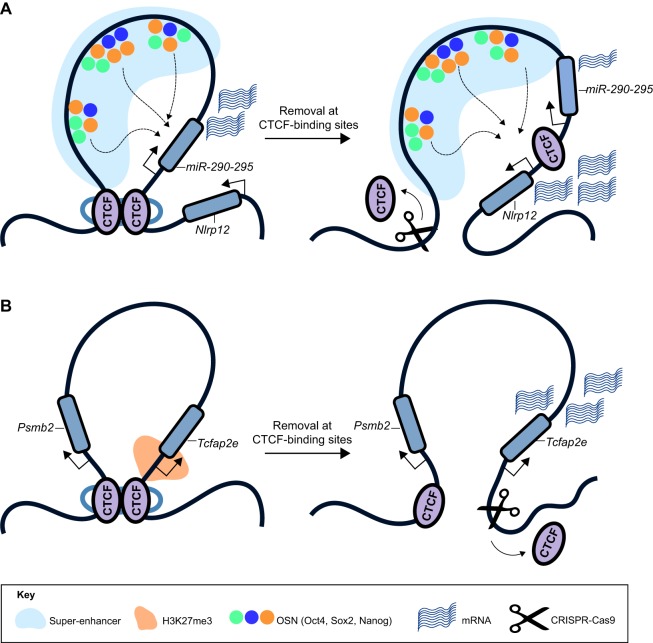 Developing in 3D: the role of CTCF in cell differentiation - PMC