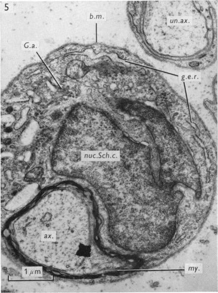 Fig. 5