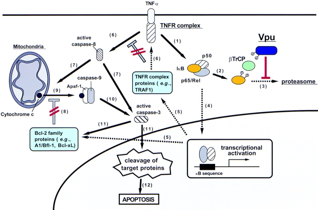 Figure 7.