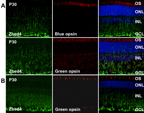 Figure 4