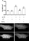 Figure 3. (A) Alveolar bone resorption (ABR) in the periodontal disease model during 60 days. Macroscopic evaluation of ABR in (B) mice without infection and infected mice (Y4) fed with (C) vehicle, (D) Lithothamnium sp (LTT), or (E) CaCO3. The arrow shows interdental ABR. *P < .05 when comparing the control group (noninfected mice), one-way analysis of variance (ANOVA). #P < .05 when compared with vehicle-fed mice, one-way ANOVA. The values (means ± SEM) were obtained from five animals in two independent experiments.