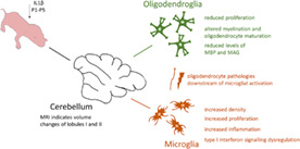 graphic file with name GLIA-70-1699-g005.jpg