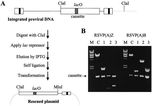 FIG. 3.