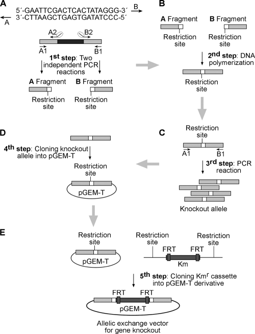 FIG. 2.