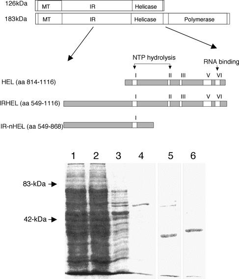 FIG. 1.