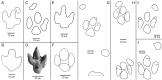 Fig 11