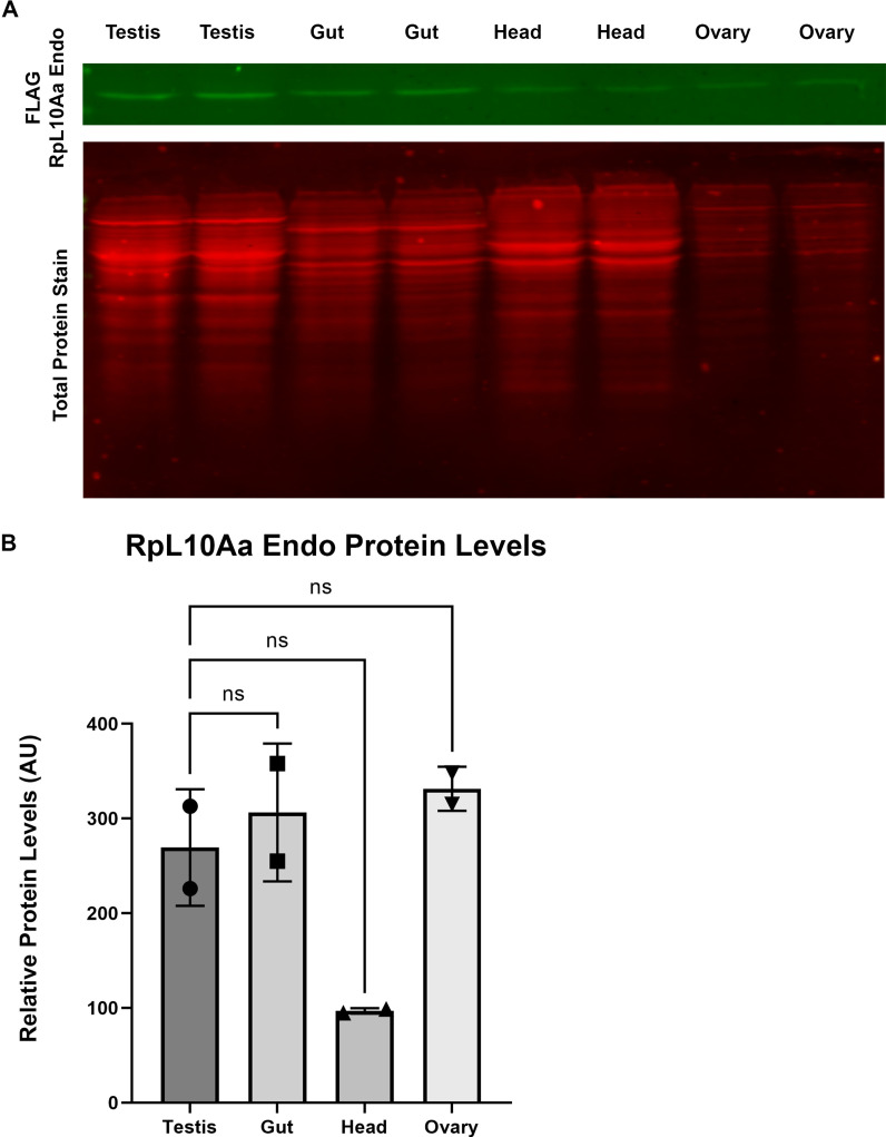 Figure 5—figure supplement 1.