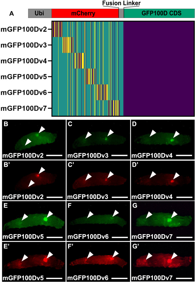 Figure 2—figure supplement 1.