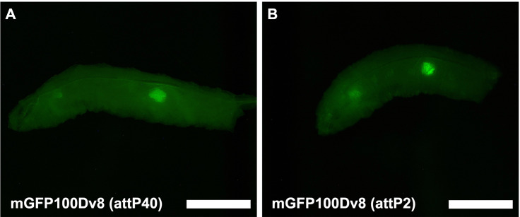 Figure 3—figure supplement 3.