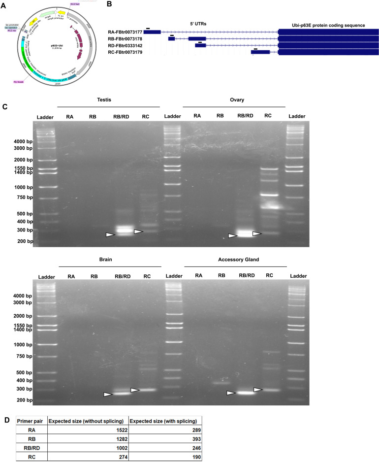 Figure 3—figure supplement 4.