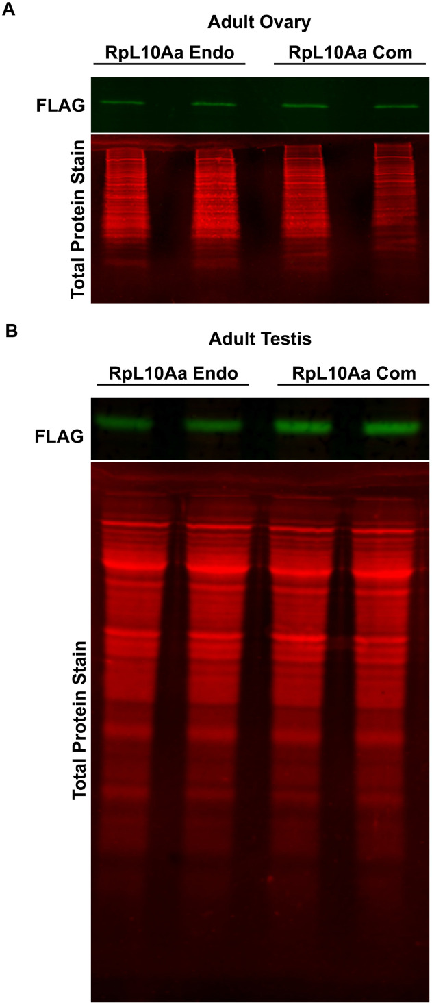 Figure 5—figure supplement 2.