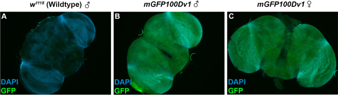 Figure 3—figure supplement 2.