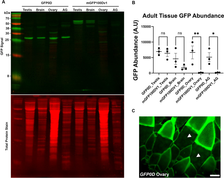 Figure 3—figure supplement 1.