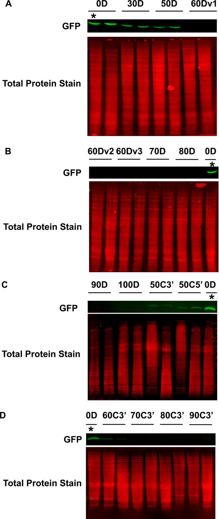 Figure 1—figure supplement 1.