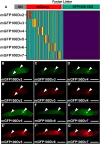 Figure 2—figure supplement 1.