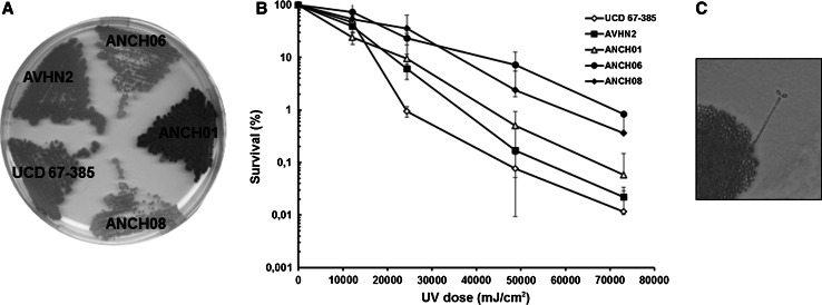 Fig. 1