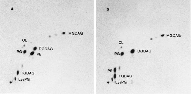 FIG. 4