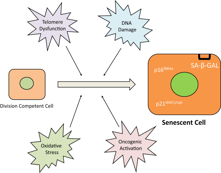 Figure 2