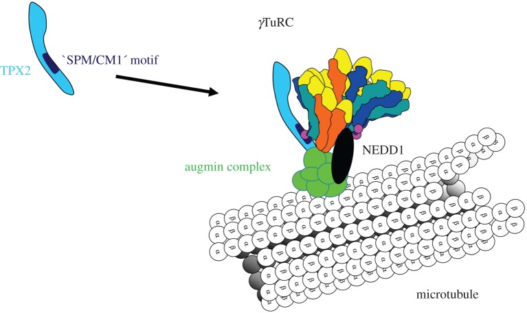 Figure 2.