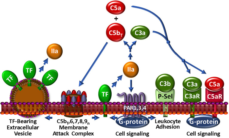 Figure 4